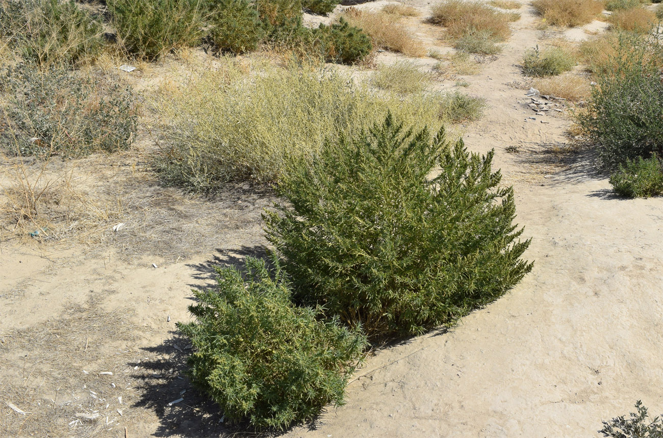 Image of Bassia scoparia specimen.