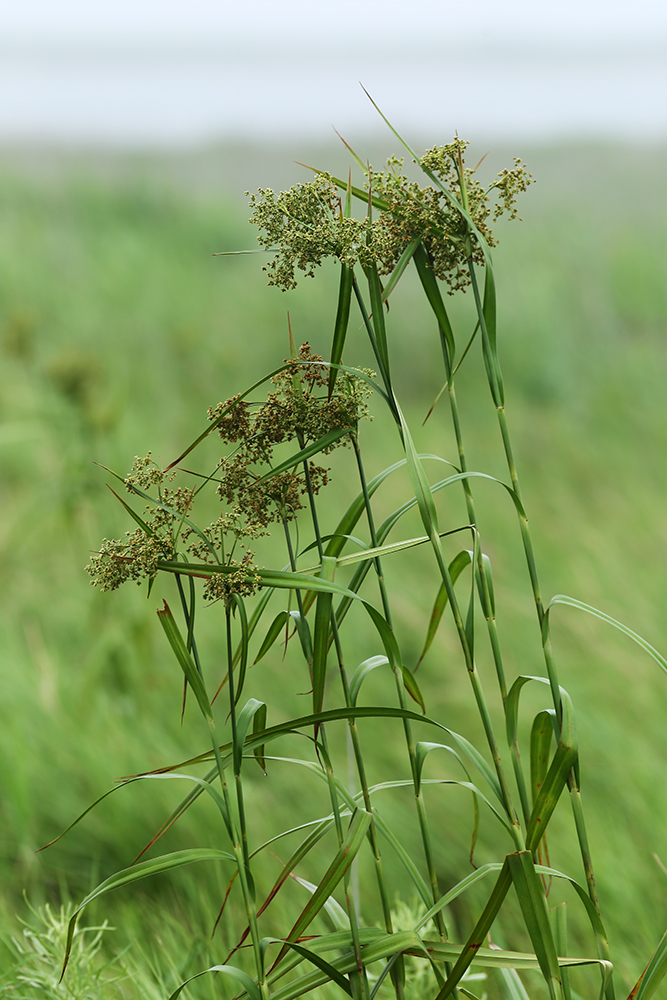 Изображение особи Scirpus asiaticus.