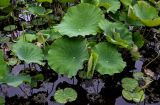 Nelumbo nucifera. Листья вегетирующих растений. Китай, пров. Аньхой, дер. Хунцунь, в культуре. 28.05.2025.