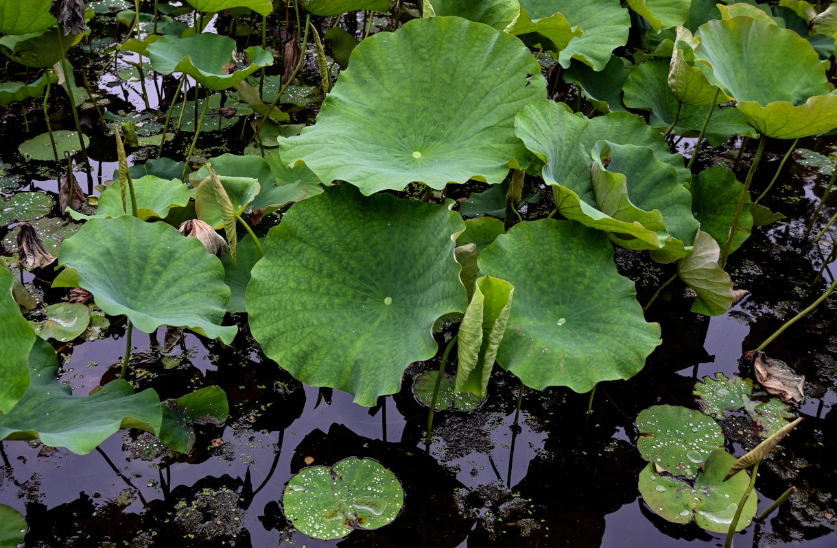 Image of Nelumbo nucifera specimen.