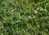 genus Silene. Верхушка цветущего растения. Турция, ил Ван, г. Ахлат, ок. старых мавзолеев, луг. 21 мая 2025 г.