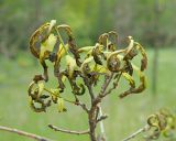 Image of taxon representative. Author is Денис Карацуба