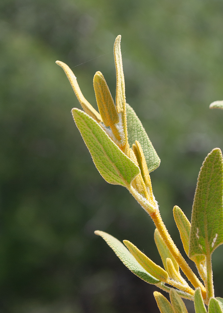 Image of genus Phlomis specimen.