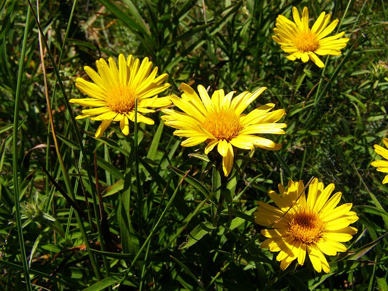 Image of Inula ensifolia specimen.
