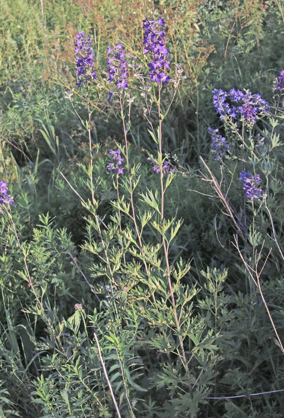 Image of Delphinium cuneatum specimen.