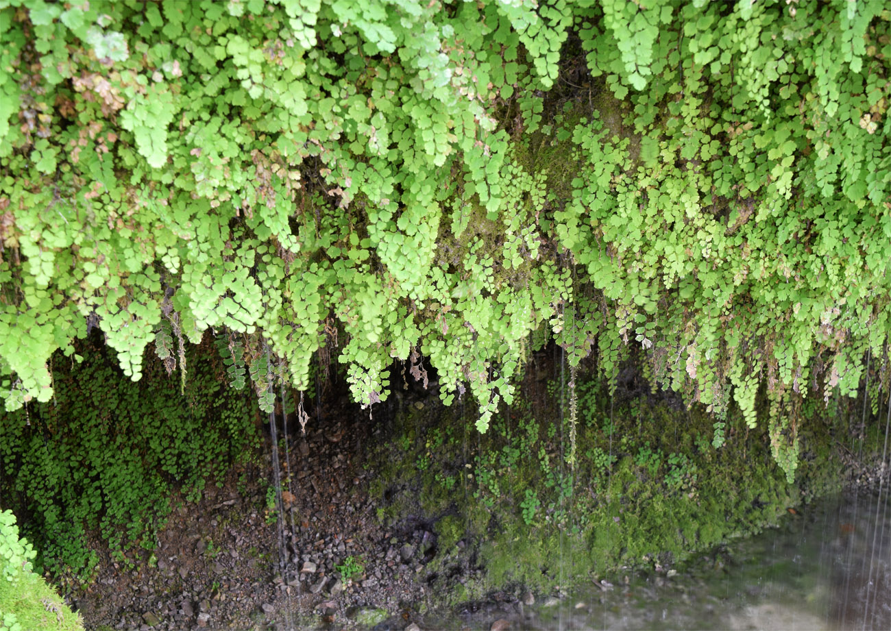 Image of Adiantum capillus-veneris specimen.
