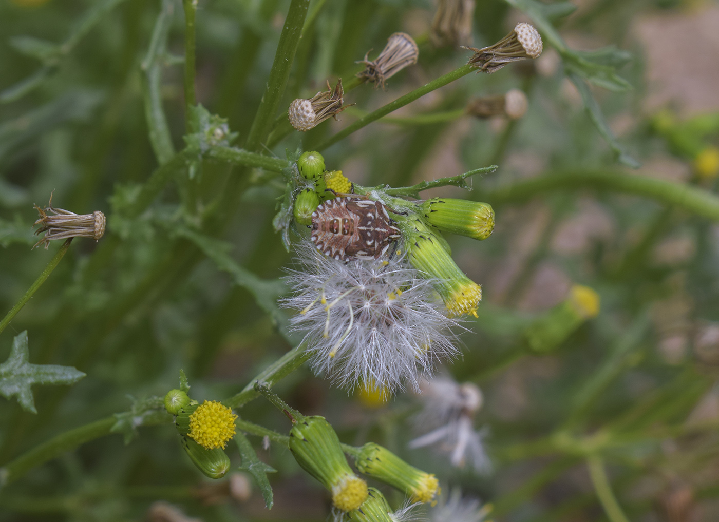 Изображение особи Senecio vulgaris.