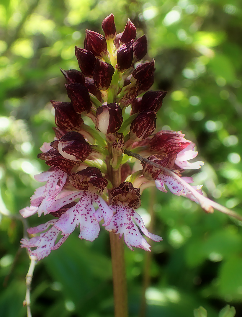 Image of Orchis purpurea specimen.