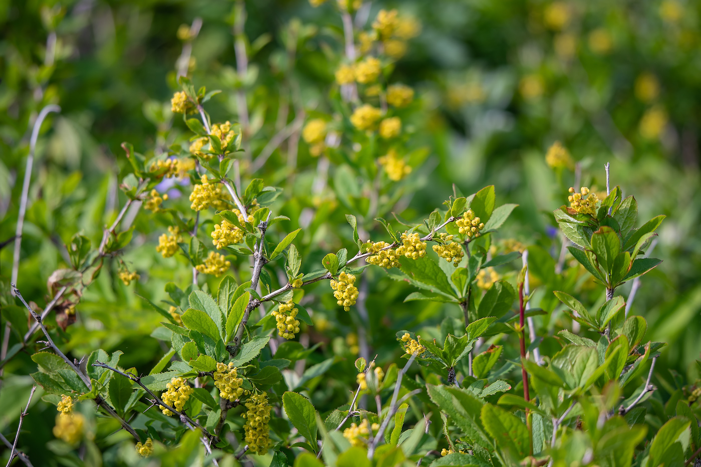 Изображение особи Berberis amurensis.
