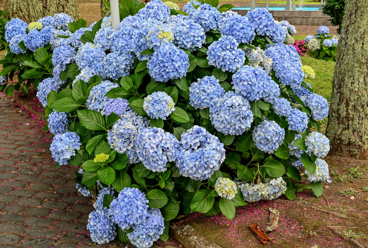 Изображение особи Hydrangea macrophylla.