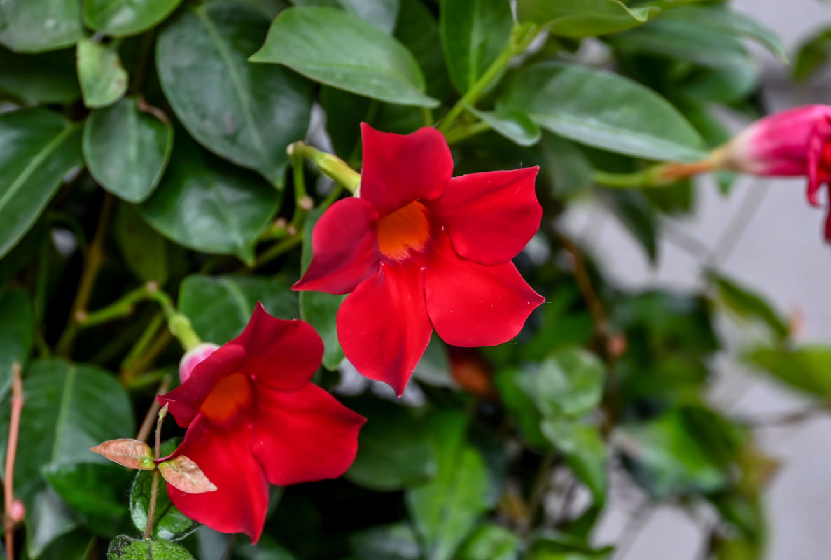 Image of Mandevilla sanderi specimen.