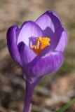 Crocus vernus. Цветок ('Remembrance'). Ленинградская обл., пос. Дубки, в культуре. 16.04.2011.