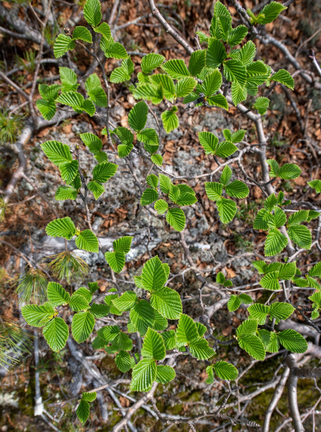 Image of Duschekia maximowiczii specimen.