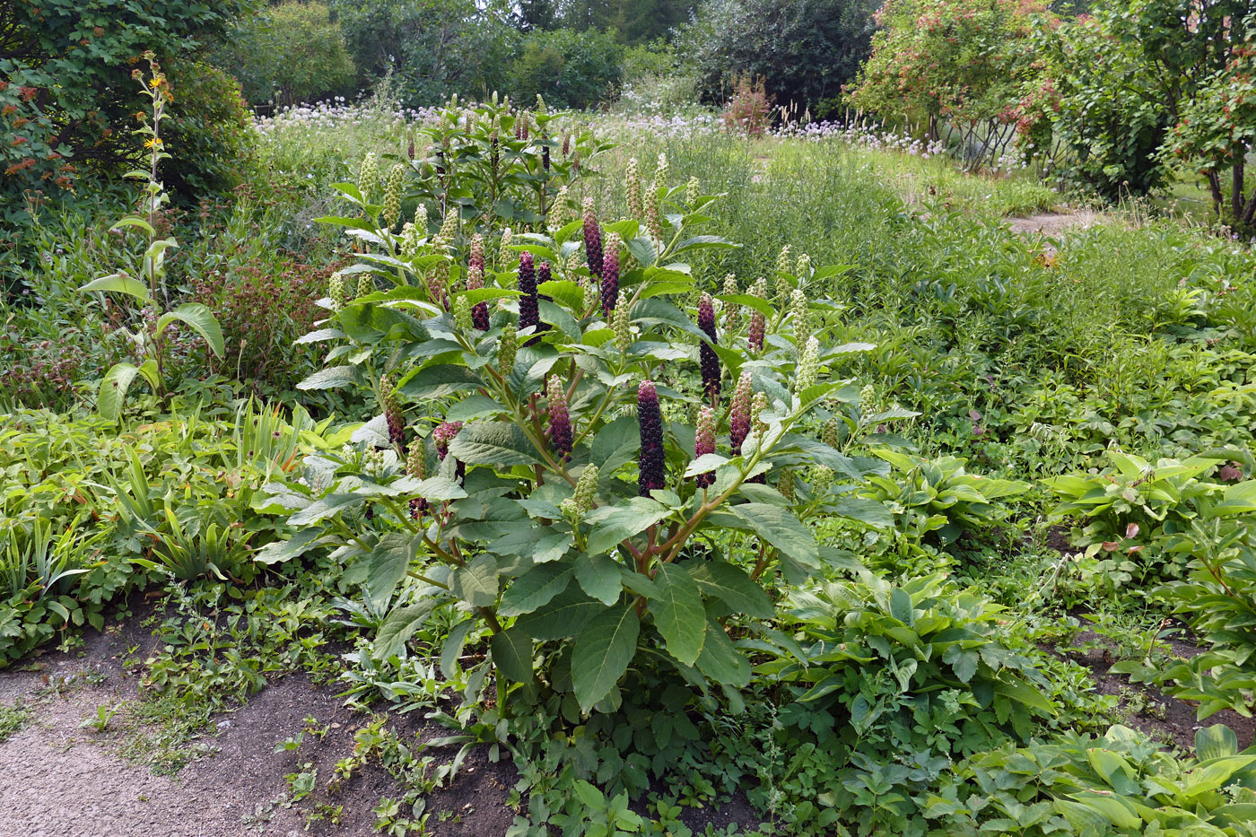 Изображение особи Phytolacca acinosa.