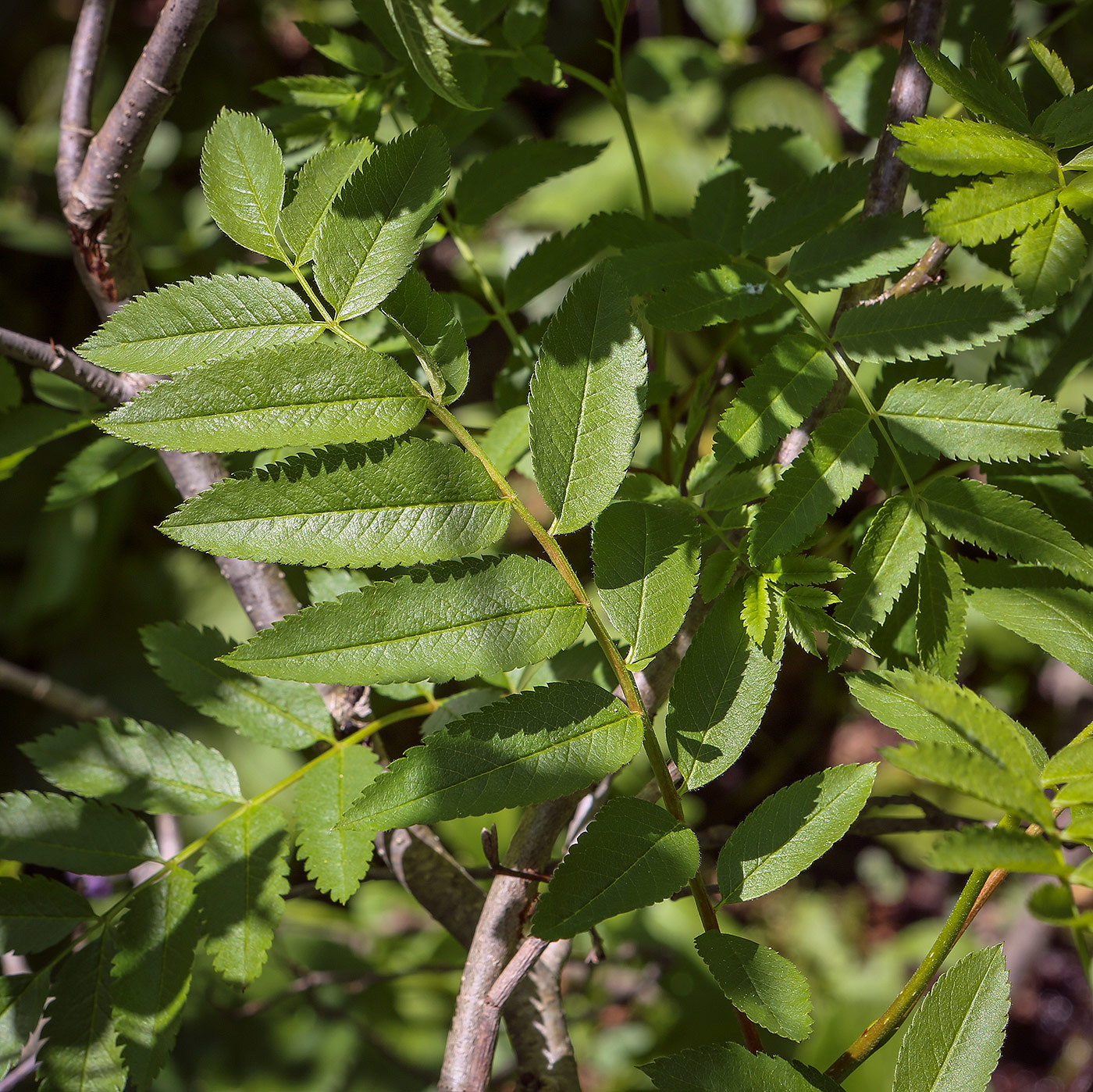 Image of Sorbus aucuparia specimen.