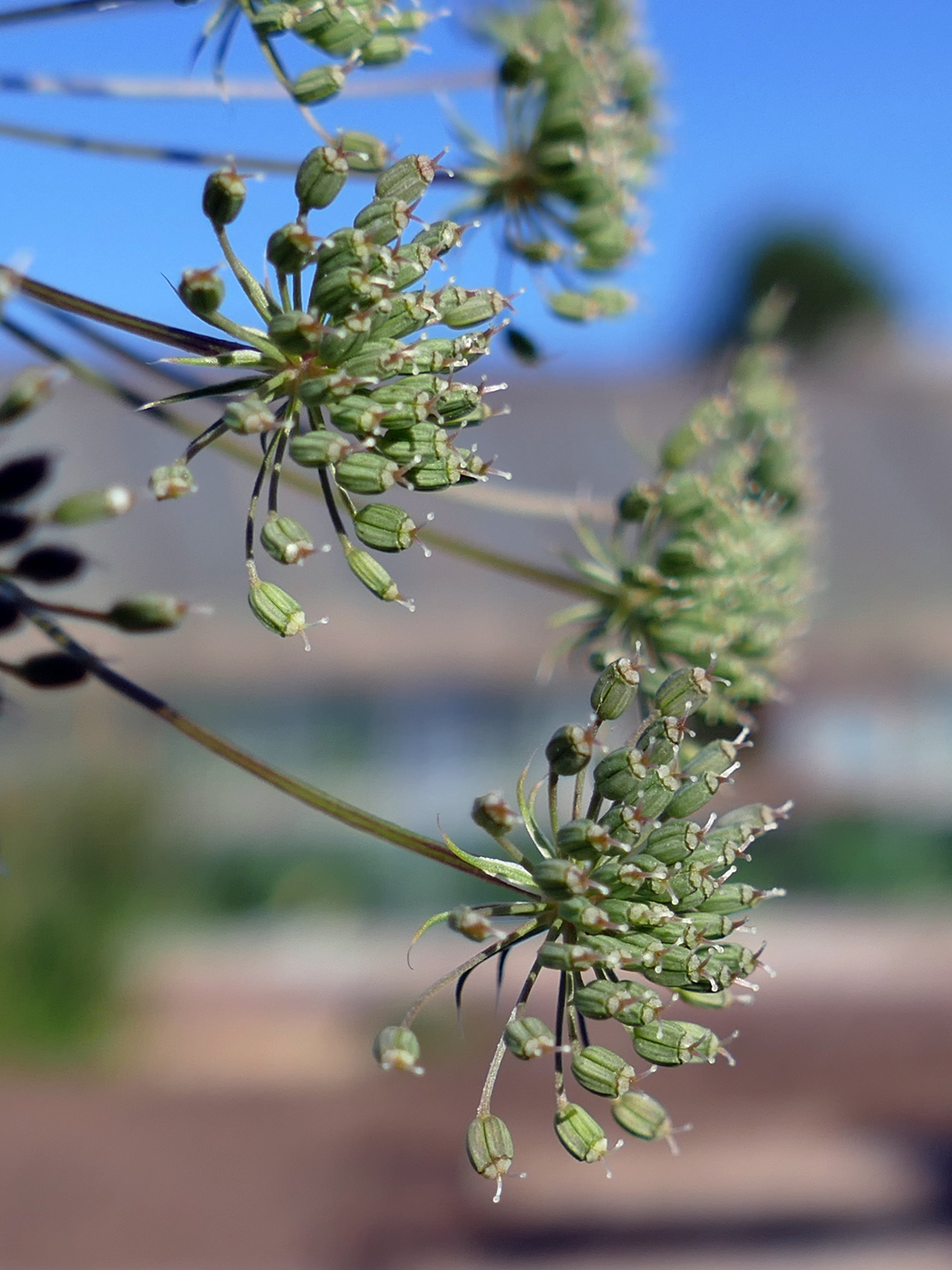 Изображение особи Petroselinum crispum.