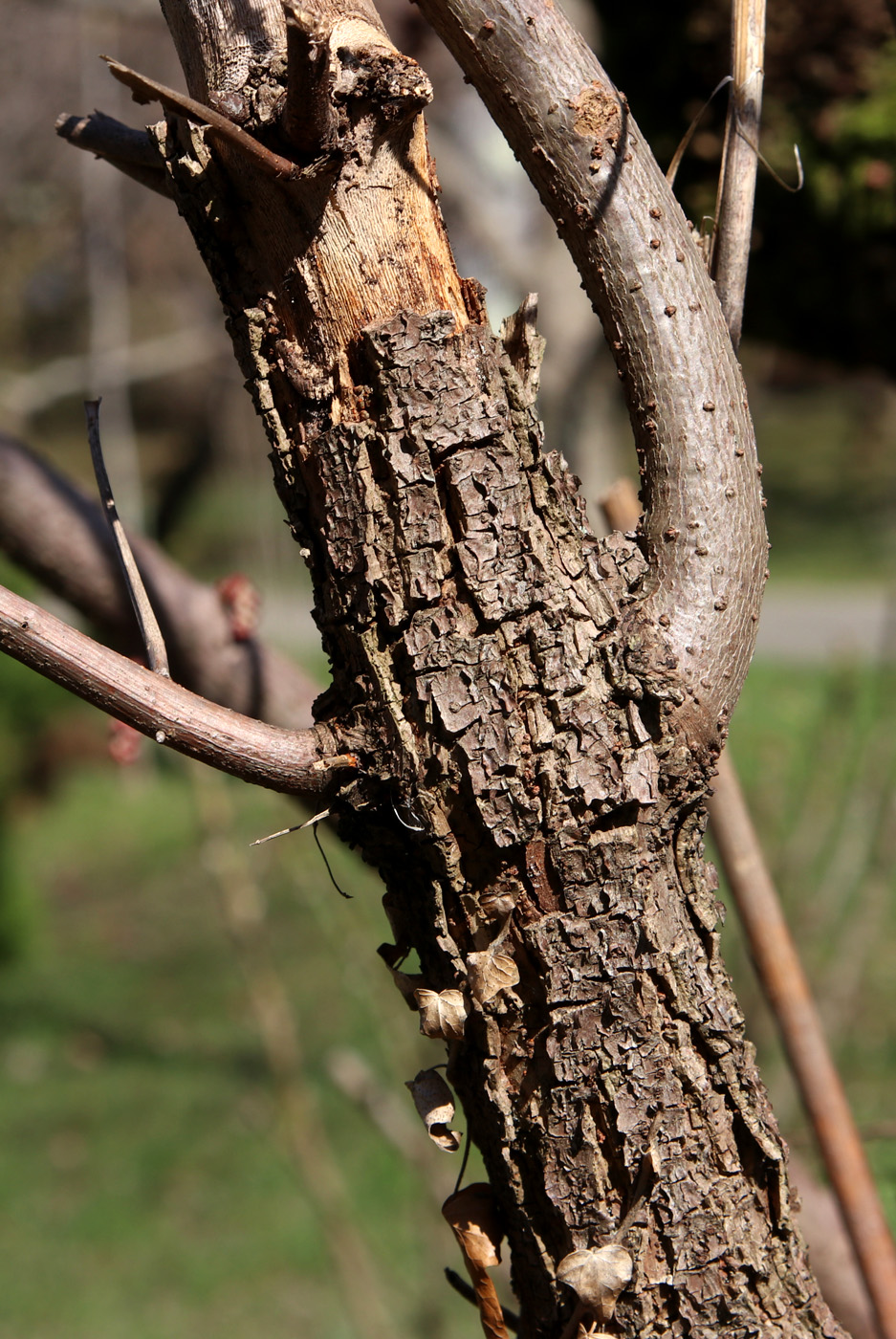 Изображение особи Coriaria sinica.