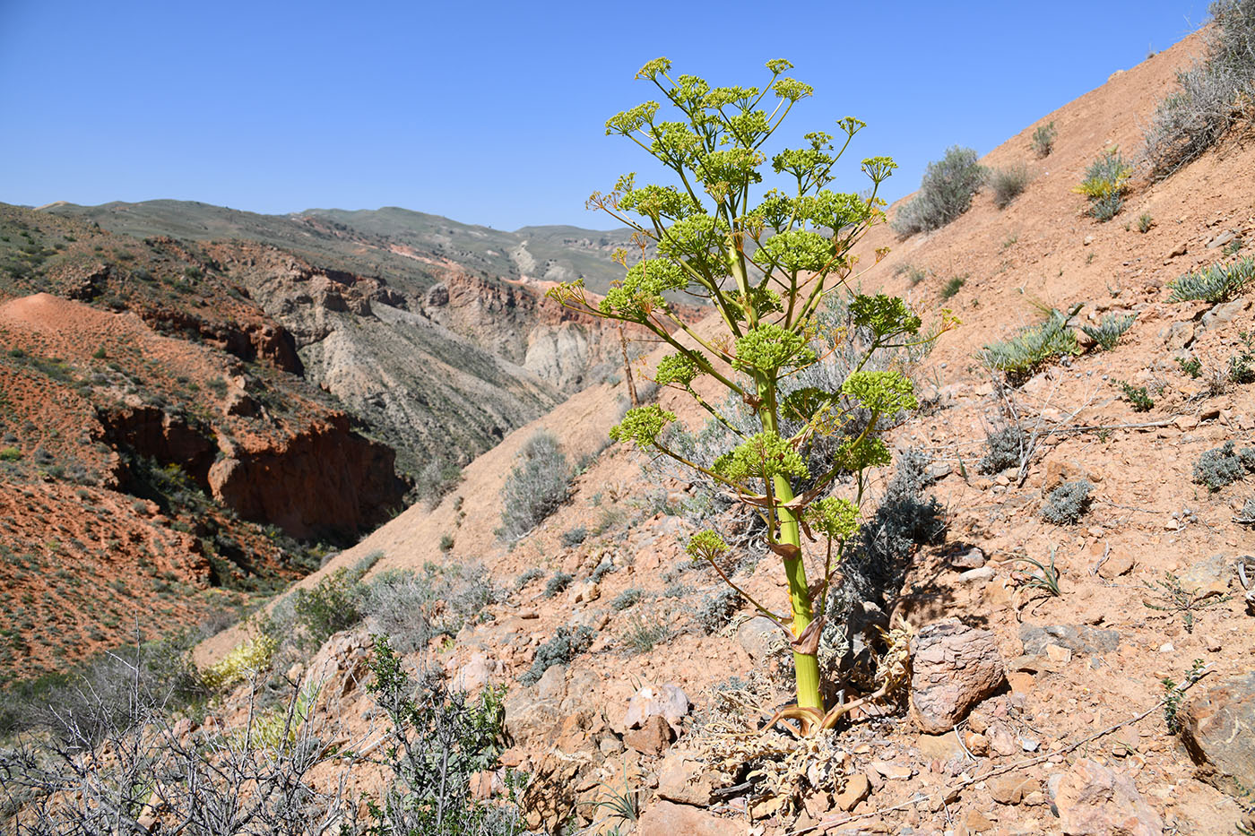 Image of genus Ferula specimen.