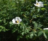 род Rosa. Цветущая веточка. Грузия, край Самцхе-Джавахети, Аспиндзский муниципалитет, 300 м ниже ур. Тавкветула, прав. берег р. Кура. 29 мая 2025 г.