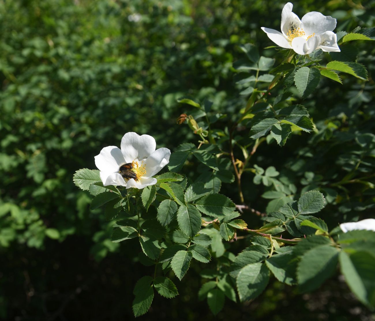 Изображение особи род Rosa.