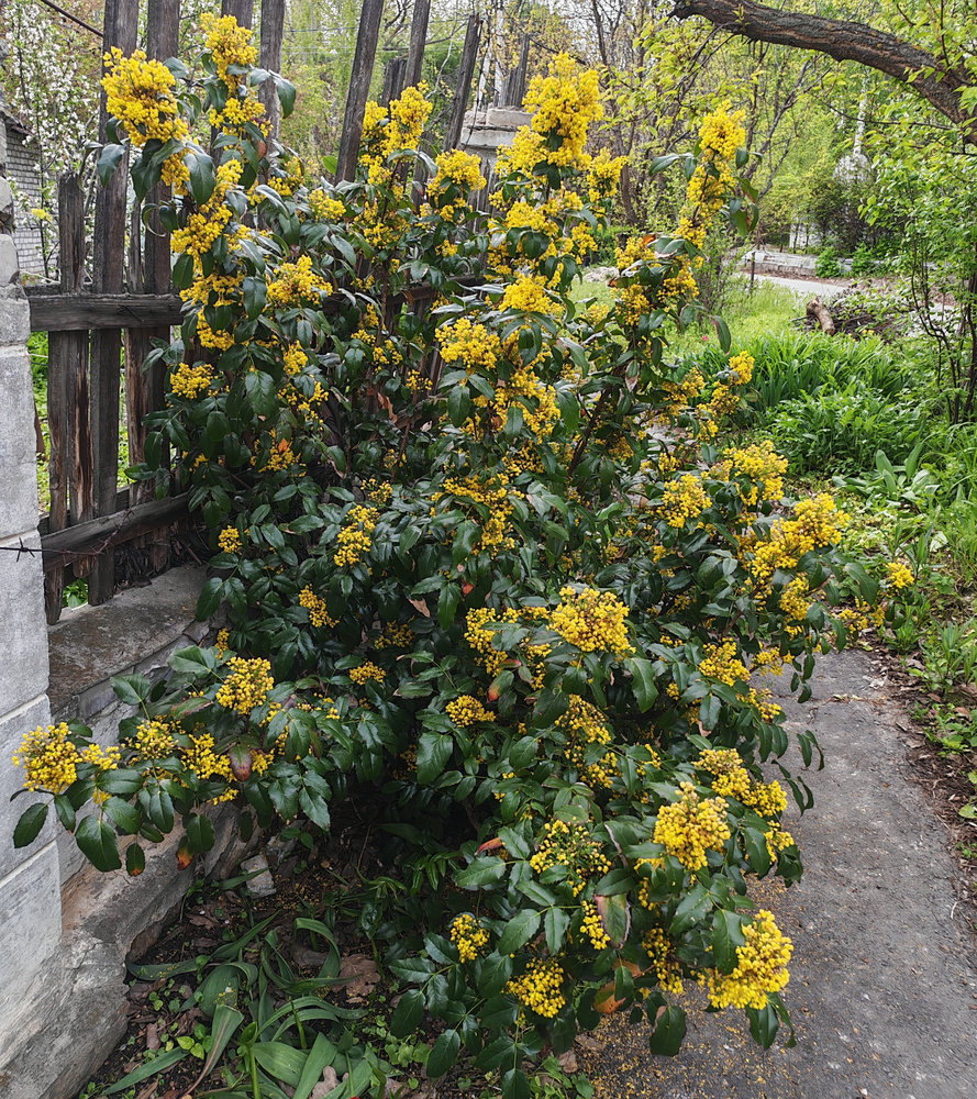 Изображение особи Mahonia aquifolium.