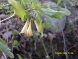 Lonicera canadensis