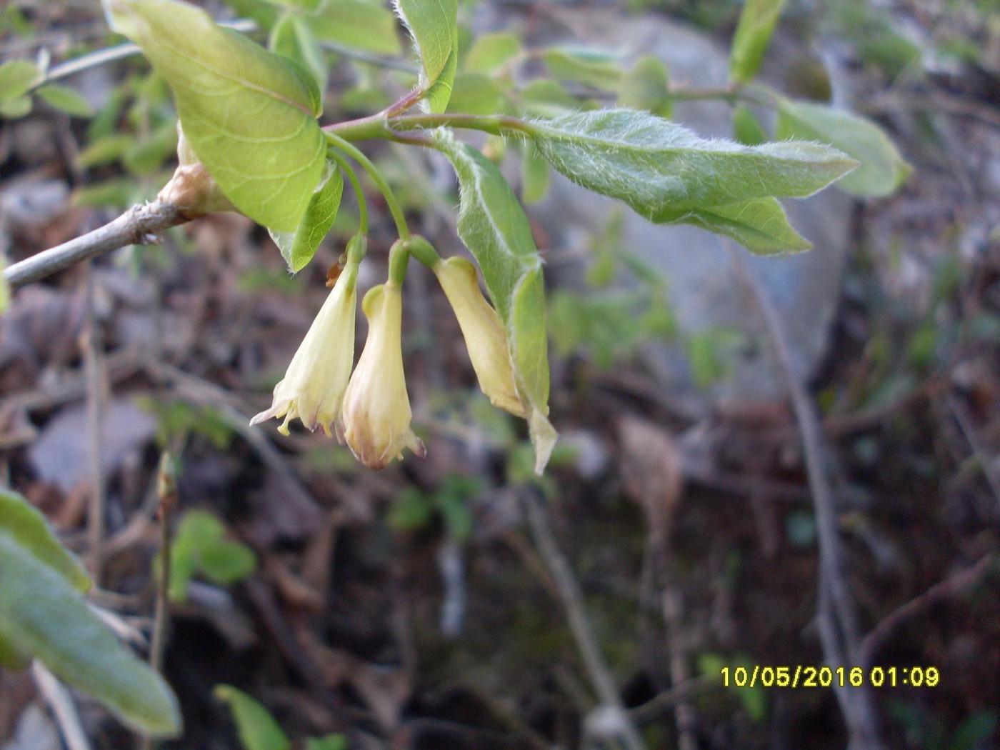 Image of genus Lonicera specimen.