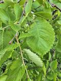 genus Ulmus