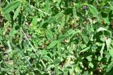род Trifolium