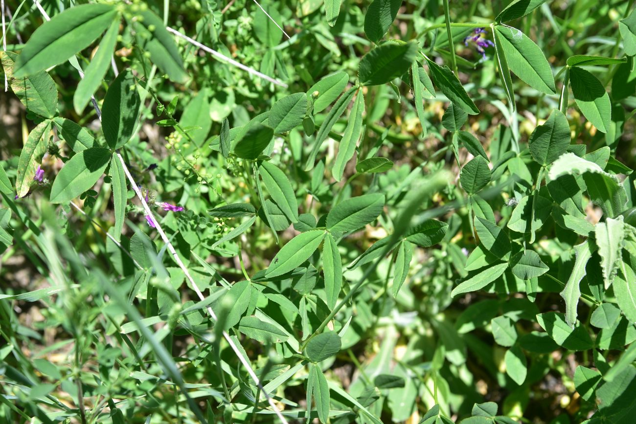 Изображение особи род Trifolium.