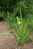 Iris pseudacorus. Цветущее и отцветающее растения. Ленинградская обл., Ломоносовский р-н, окр. Шепелёвского маяка; п-ов Каравалдай, южная оконечность, берег Финского залива, подошва берегового вала, гравийно-песчаный пляж. 12.06.2026.