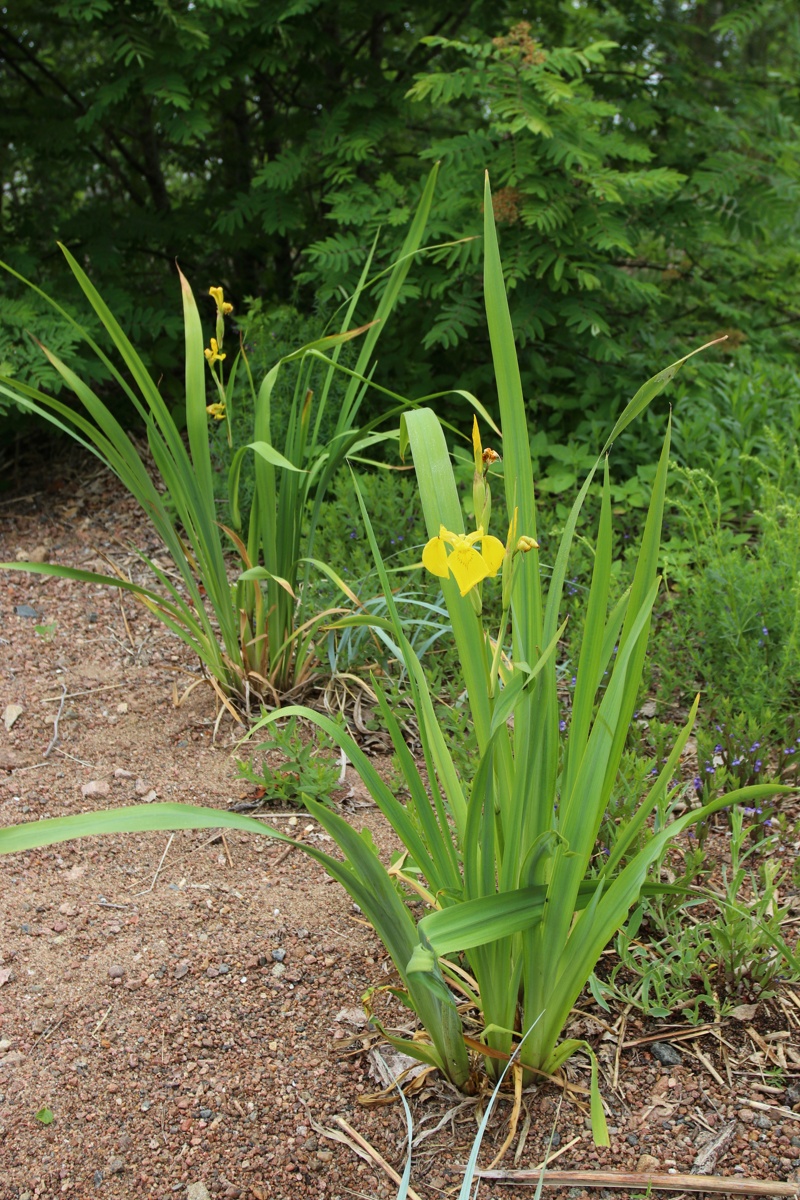 Image of Iris pseudacorus specimen.
