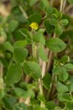 Medicago lupulina. Верхушка побега с соцветием. Ростовская обл., Неклиновский р-н, окр. хут. Мержаново, песчано-каменистый берег. 19.07.2026.