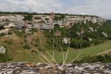 Allium paniculatum. Цветущие растения. Крым, предгорье, средневековый город-крепость Эски-Кермен. 26.07.2026.