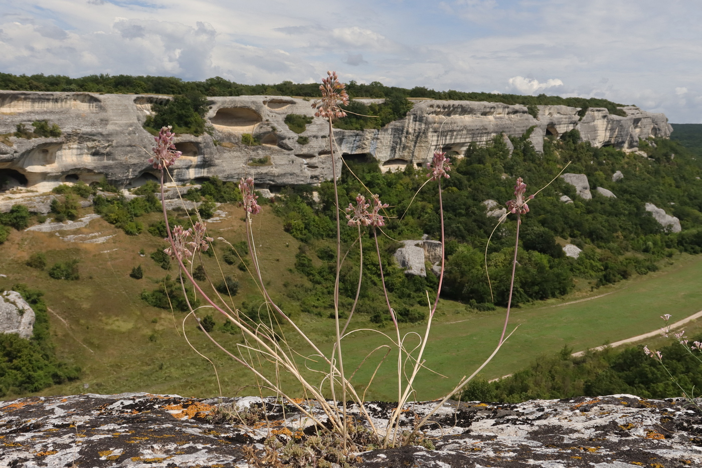Image of Allium paniculatum specimen.