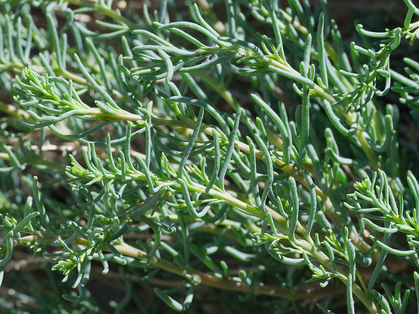 Изображение особи Salsola montana.