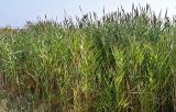 Phragmites australis. Плодоносящие растения. Португалия, г. Лиссабон, берег р. Тежу, у воды. 10.08.2025.