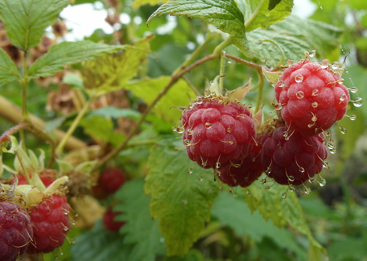Изображение особи Rubus idaeus.