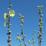 Alcea rugosa. Верхушка цветущего и плодоносящего растения. Краснодарский край, м/о г. Новороссийск, окр. Суджукской лагуны, в травостое. 16.08.2026.