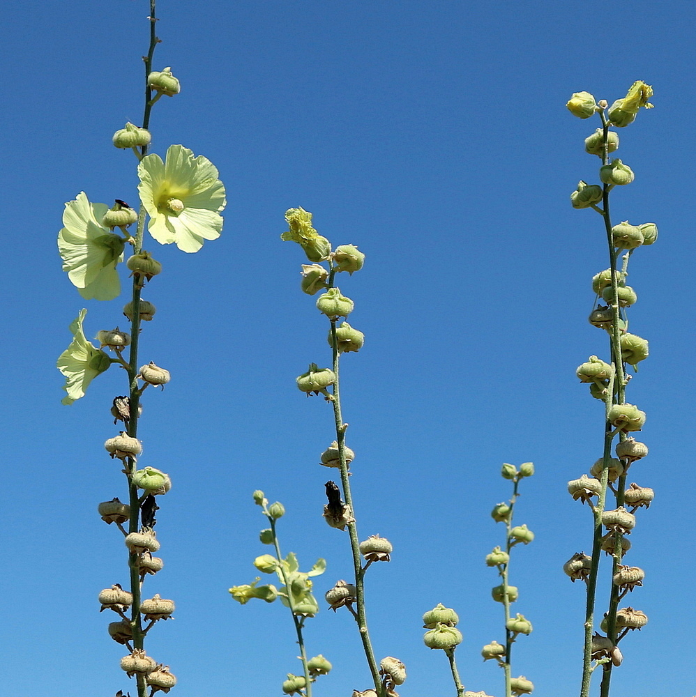 Image of Alcea rugosa specimen.