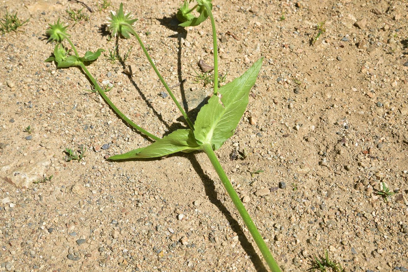 Image of familia Dipsacaceae specimen.