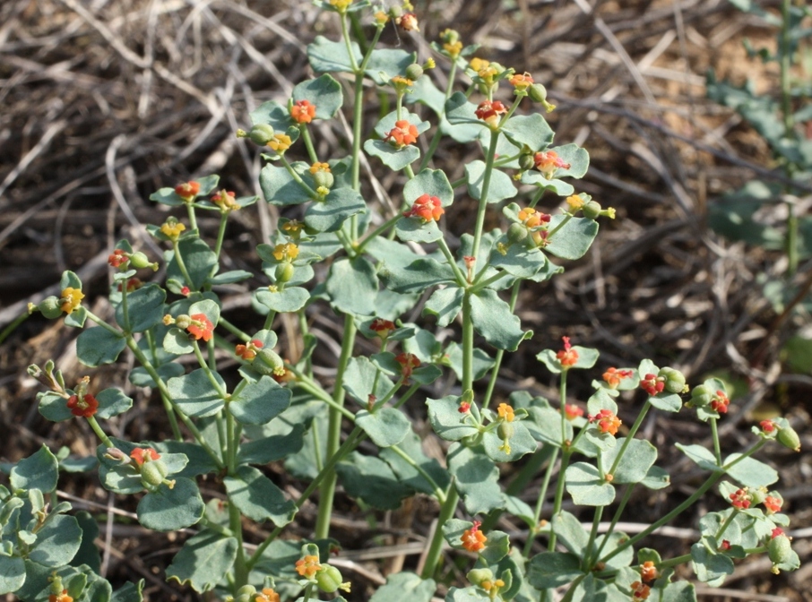 Изображение особи Euphorbia undulata.