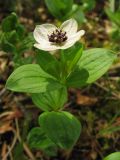 Chamaepericlymenum suecicum. Цветущее растение. Нидерланды, провинция Drenthe, окрестности населённого пункта Zeijen, поляна в смешанном лесу. 18 мая 2008 г.