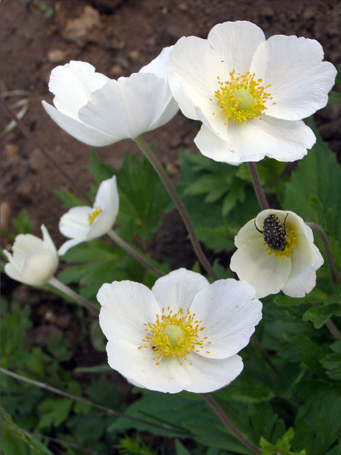 Image of Anemone sylvestris specimen.