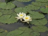 Nymphaea alba. Цветущее растение. Нидерланды, провинция Groningen, Haren, стоячий водоём. 7 июня 2008 г.