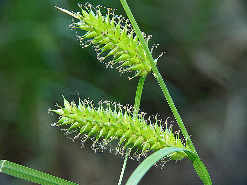 Изображение особи Carex vesicaria.