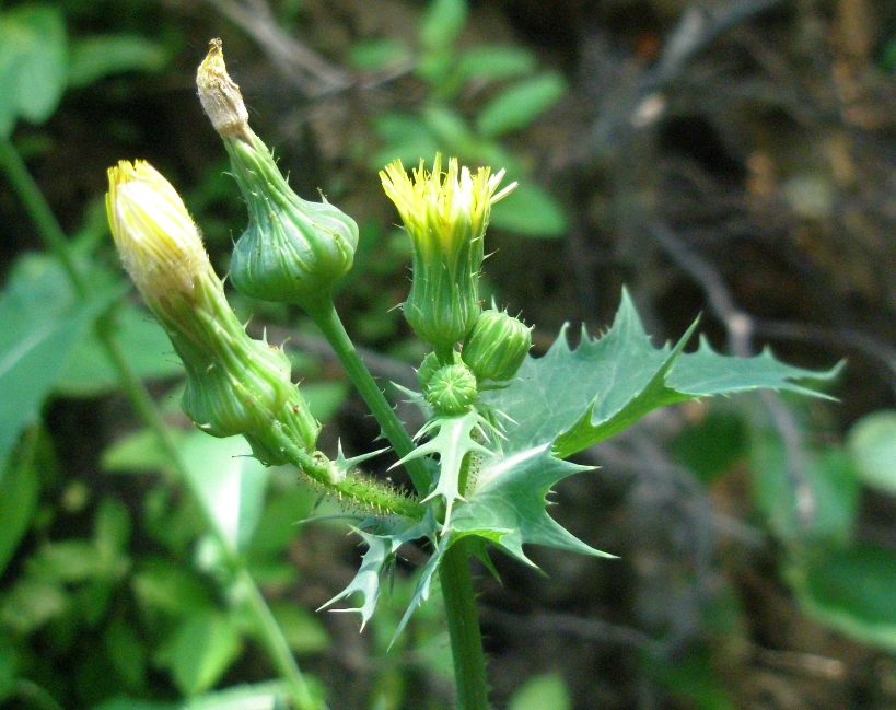 Image of Sonchus asper specimen.
