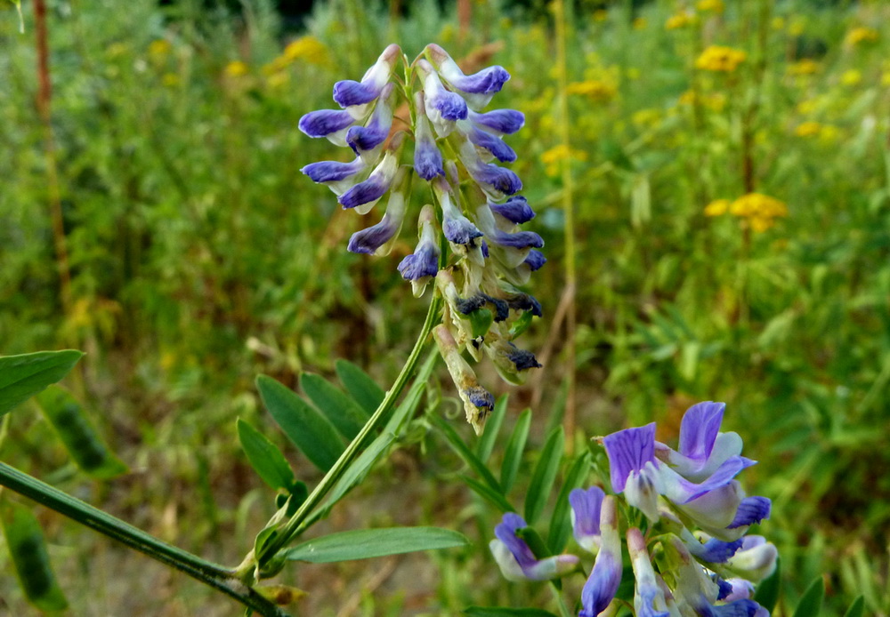 Изображение особи Vicia cracca.