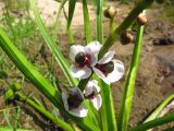 Sagittaria sagittifolia