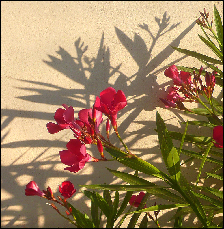 Image of Nerium oleander specimen.